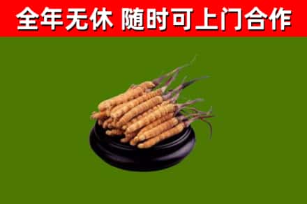 南丰县回收散虫草