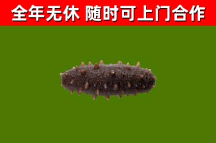 南丰县回收海参干